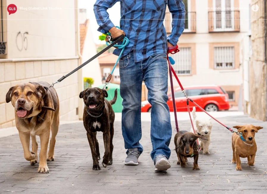 paseador de perros